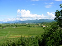 Blick über ein Weinanbaugebiet im Friaul