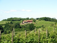 Blick über ein Weinanbaugebiet und auf eine Weinkellerei im Friaul