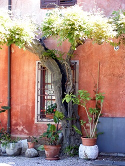 Blick auf einen alten, gespaltenen Baum und Pflanzen vor einem Fenster