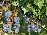 Blick auf rote Weintrauben an einem Weinberg im Piemont