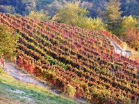 Blick auf Weinreben im Piemont
