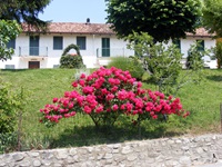 Blick auf einen pink blühenden Rosenbusch im Piemont