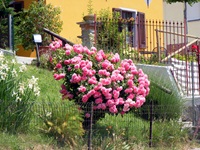 Ein rosa blühender Rosenbusch