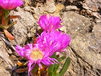 Mittagsblumen an einer Steilküste auf Sardinien in voller Blüte.