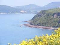 Herrlich blühende Landschaft an der Westküste Sardiniens.