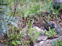 Das Männchen einer Tyrrhenischen Mauereidechse sonnt sich auf Sardinien auf einem Stein.