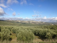Blick über einen der schönen Olivenhaine Andalusiens