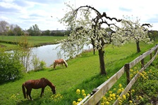 Zwei Pferde grasen unter einem blühenden Obstbaum im Landstrich Betuwe.