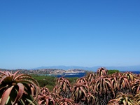 Rote Agaven auf der Insel Caprera - im Hintergrund das tiefblaue Meer und der Maddalena-Archipel.