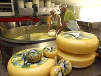 Fertig gereifte Käselaibe warten in einer Käserei auf Käufer, während im Hintergrund bereits frischer Käse hergestellt wird.