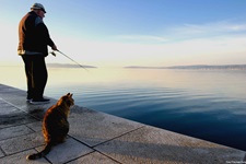 Ein Mann steht auf einer Hafenmauer und angelt, während (s)eine Katze neben ihm sitzt.
