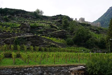 Sattgrüne Weinreben rahmen das Castello Visconteo bei Grosio ein.