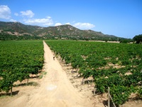 Eine Spaziergängerin bummelt durch ein Weinanbaugebiet im Nordosten Sardiniens - im Hintergrund erheben sich die Berge der Gallura.