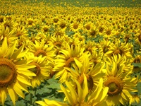 Blick über ein Sonnenblumenfeld