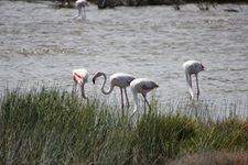 Flamingos fischen in den Sümpfen der Provence nach kleinen Krebsen.