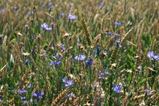 Blau blühende Kornblumen in einem Weizenfeld.