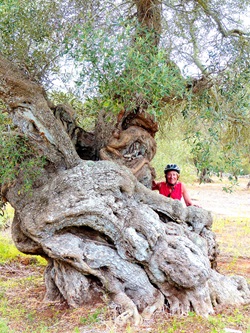 Eine Radfahrerin neben einem riesigen, uralten Olivenbaum im Salento.
