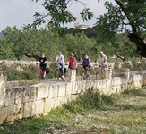 Eine Radlergruppe fährt auf Mallorca auf einer Straße an einer Mauer - dahinter sind Bäume - vorbei