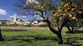 Orangenbaum mit Früchten und im Hintergrund ist ein Dorf mit Kirche auf Mallorca zu sehen