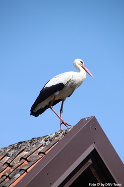 Ein Storch sitzt in Masuren auf einem Dach
