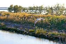 Eine Möwe erhebt sich aus dem artenreichen Po-Delta in die Lüfte.