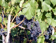 Rote Weintrauben an einer Weinrebe