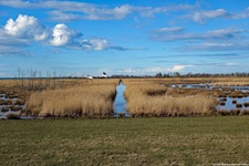 Zwei Schwäne fliegen über eine Seenlandschaft auf der Halbinsel Darß.