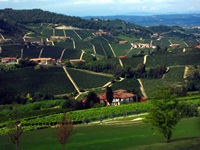 Blick über zahlreiche Weinreben mit ihren Weinorten im Piemont