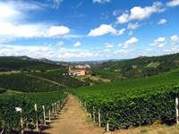 Weg durch die Weinreben im Piemont