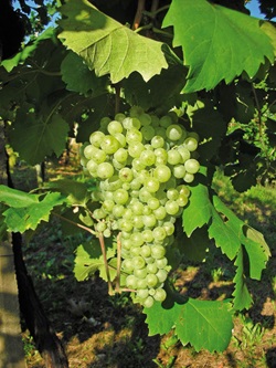 Eine dicke Rebe weißer Trauben hängt an einem Weinstock.