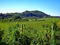Auch rund um Susegana prägen Weinreben das Landschaftsbild.