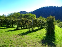 Sattgrüne Weinreben flankieren die Weinstraße des Prosecco.