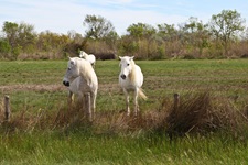 Drei Camargue-Pferde stehen auf einer Weide in der Camargue