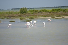 Flamingos suchen in den Sümpfen der Camargue nach Nahrung.