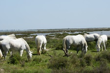 Grasende weiße Pferde in der Sumpflandschaft der Camargue, im Hintergrund einige Flamingos.