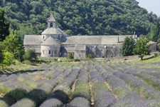 Das ehemalige Zisterzienserkloster Senanque in der Provence zur Zeit der Lavendelblüte.