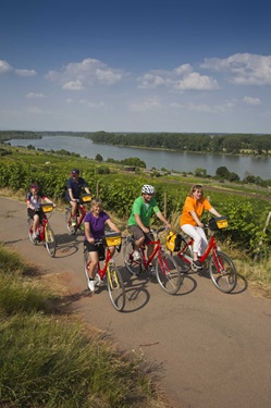 Fünf Radler fahren auf einem asphaltierten Radweg am von Weinbergen gesäumten Rheinufer entlang.