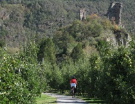 Eine Radlerin fährt auf dem Etschtal-Radweg durch eine Obstbaumplantage, die von einer Burgruine überragt wird.