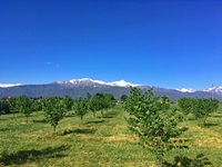 Eine Olivenbaumplantage bei Saluzzo, im Hintergrund erheben sich schneebedeckte Alpengipfel.