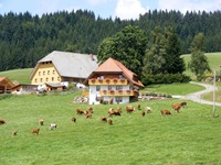 Braunbunte Kühe grasen unterhalb des Salenhofes bei Schwärzenbach.