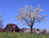 Drei Radfahrer sind auf der Schweizer Seenroute unterwegs und radeln an einem Bauernhaus vorbei, neben dem blühende Obstbäume stehen.