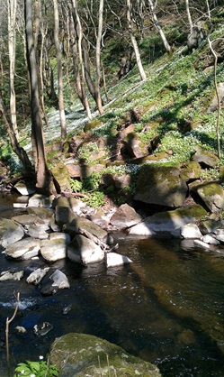 Blick auf einen kleinen Fluss im Wald, in dem viele Steine liegen, auf der Insel Bornholm