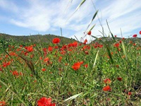 Blick auf einige Mohnblumen in der Provence
