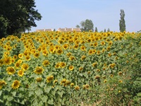 Ein blühendes Sonnenblumenfeld im Südburgund.