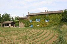 Ein fast vollständig mit wildem Wein bewachsenes Natursteinhaus mit blauen Fensterläden im Südburgund.