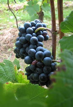 Eine große Rebe saftig blauer Trauben hängt an einem Weinstock im Südburgund.