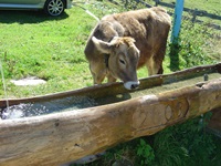 Eine braune Kuh genehmigt sich an einem Holztrot eine Erfrischung.