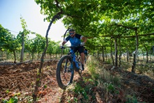 Ein Mountainbiker genießt die Abfahrt durch einen Weinberg in der Toskana.