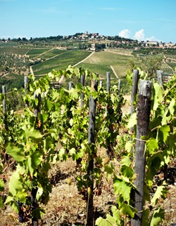 Ein Weinberg im berühmten Chianti-Gebiet. Im Hintergrund ist ein Dorf zu erkennen.