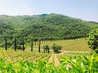 Weinberge und Wälder im Anbaugebiet des Chianti-Weins.